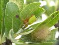 Araniella inconspicua